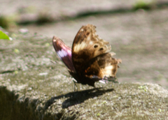 Protogoniomorpha cytora