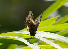 Protogoniomorpha cytora