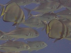 Platax boersii
