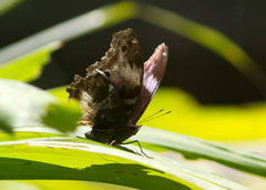 Protogoniomorpha cytora