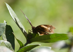 Protogoniomorpha cytora