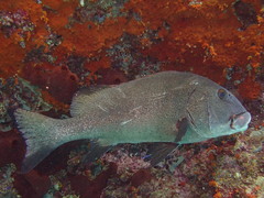Twostripe Sweetlips photo 4