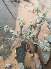 Pelargonium klinghardtense