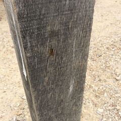 Vespula