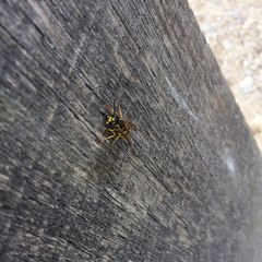 Vespula