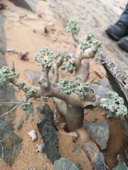 Pelargonium klinghardtense