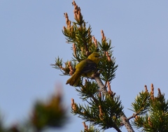 Icterus spurius spurius