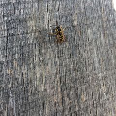 Vespula