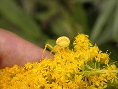 Misumena vatia