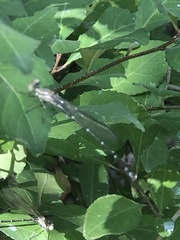 Argia sedula
