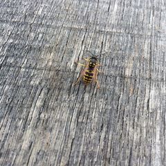 Vespula