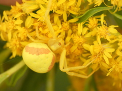 Misumena vatia