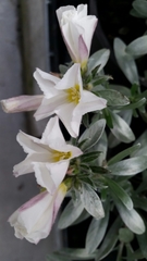 Convolvulus cneorum