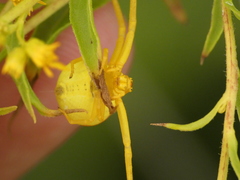 Misumena vatia