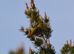Icterus spurius spurius