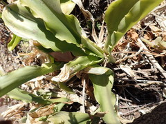 Veltheimia bracteata