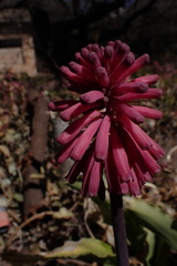 Veltheimia bracteata