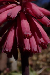 Veltheimia bracteata