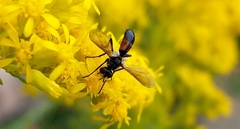 Cylindromyia bicolor