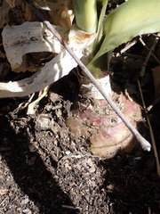 Veltheimia bracteata