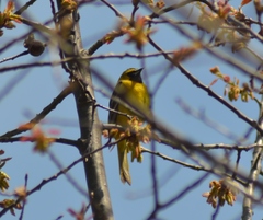 Icterus spurius spurius