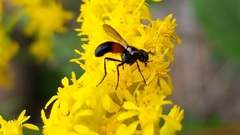 Cylindromyia bicolor