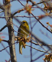 Icterus spurius spurius