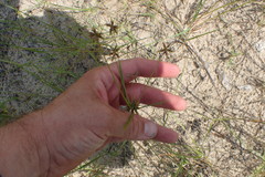 Cyperus grayioides