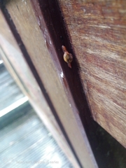 Petalochlamys