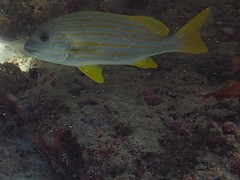 Plectorhinchus chrysotaenia