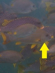 Plectorhinchus chrysotaenia
