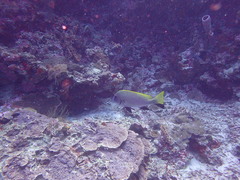 Diagramma melanacrum