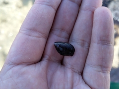Mytilus trossulus
