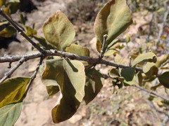 Afrocanthium gilfillanii