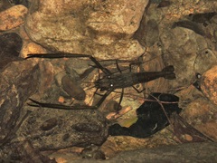 Macrobrachium asperulum