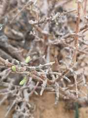 Portulacaria fruticulosa