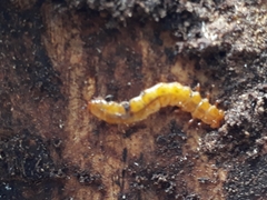 Cucujus cinnaberinus