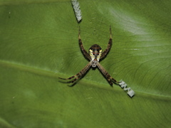 Argiope perforata