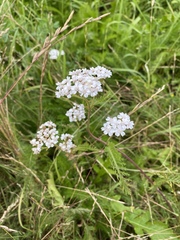 Achillea millefolium