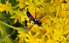 Cylindromyia bicolor