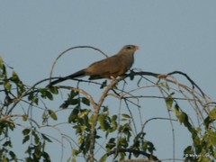 Taccocua leschenaultii