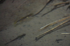 Rasbora