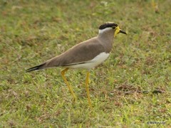 Vanellus malabaricus