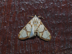 Cirrhochrista kosemponialis