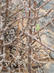 Portulacaria fruticulosa