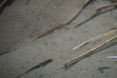 Rasbora
