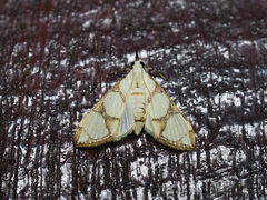 Cirrhochrista kosemponialis