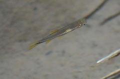 Rasbora