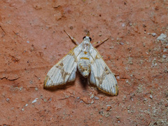 Cirrhochrista kosemponialis