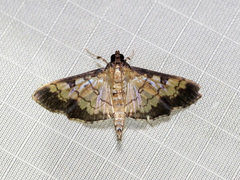Ategumia